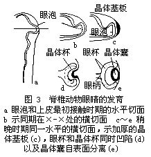 胚胎誘導作用