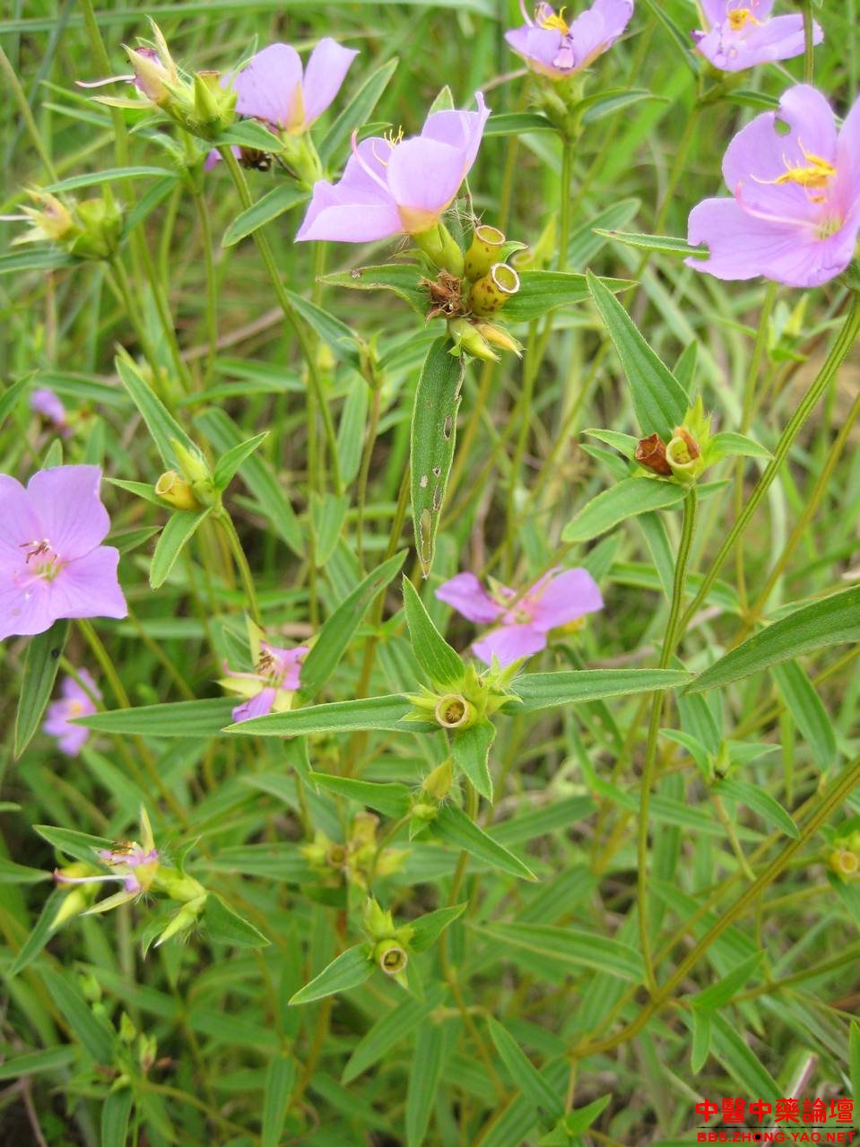 葫蘆草（圖二）