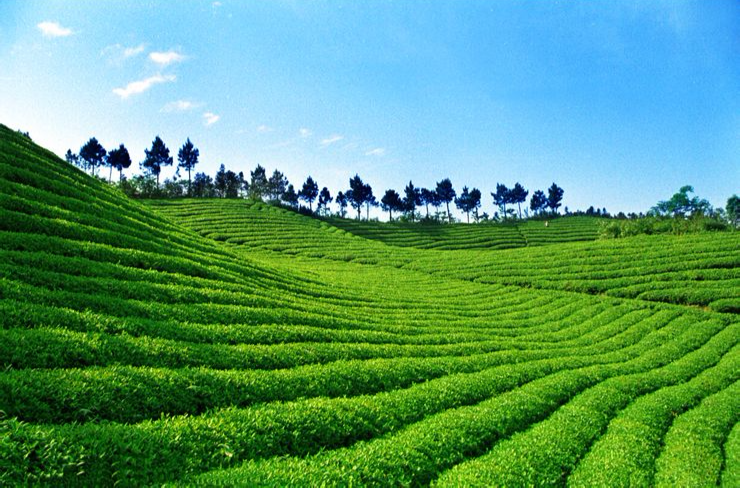 閩南水仙茶