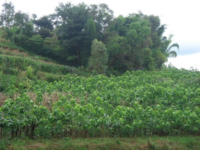 團山自然村