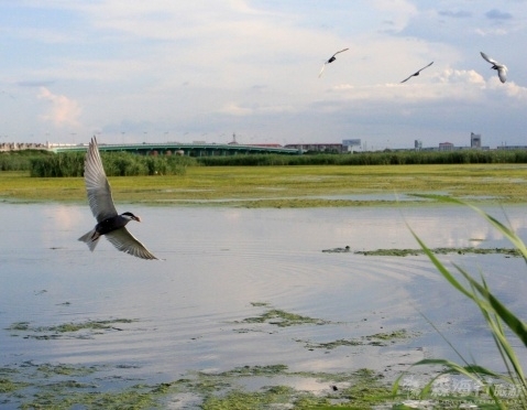 龍鳳國家濕地公園