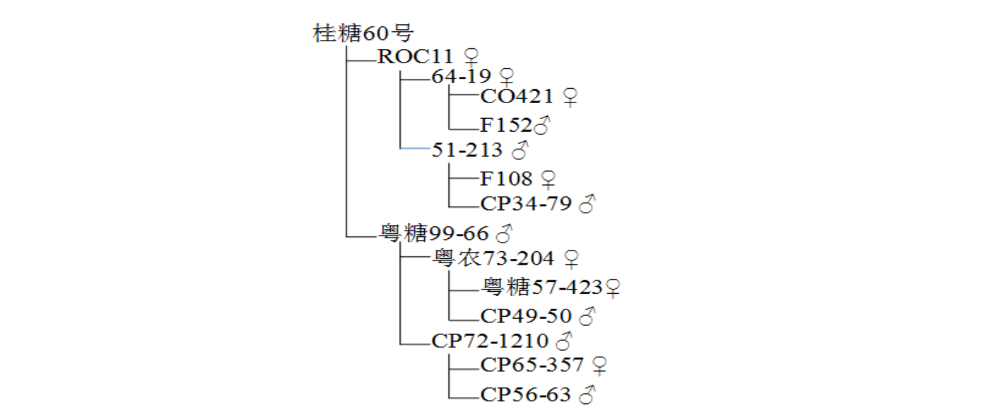 桂糖60號