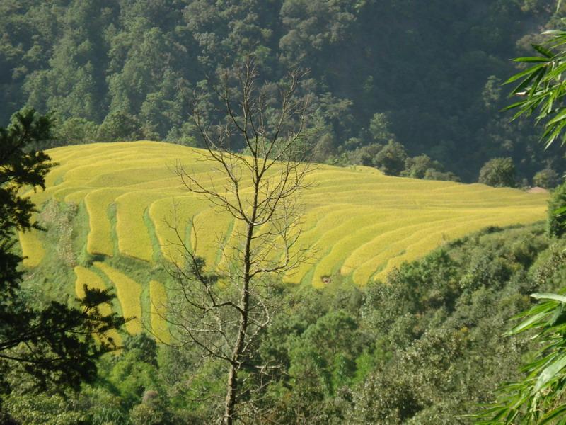 楚雄市大地基鄉大地基村委會舊村村耕地