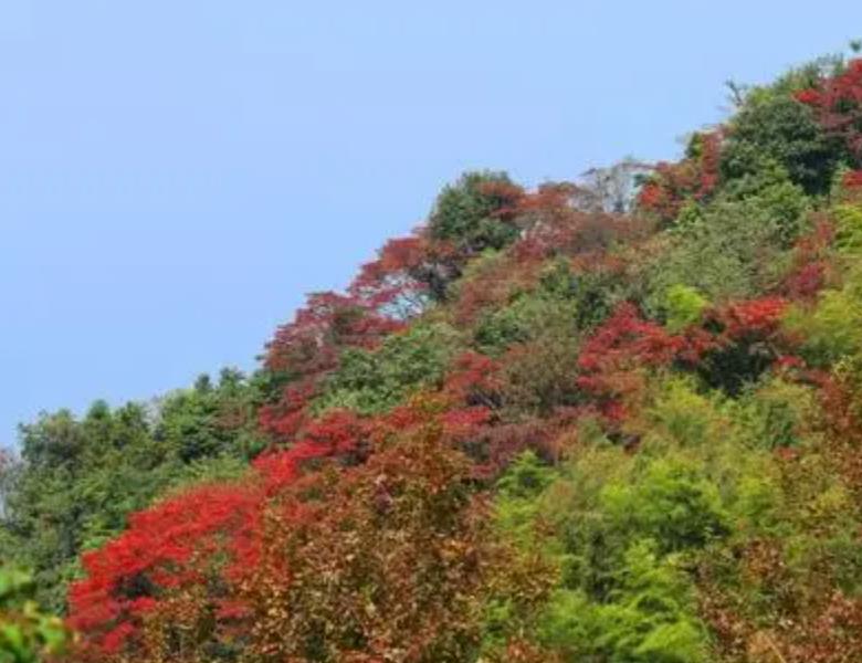 中龍鄉(吉安泰和中龍鄉)