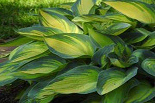 Hosta (Tardiana Group) \x27June\x27