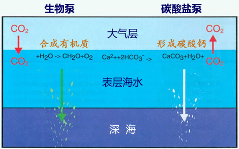 海洋生物泵