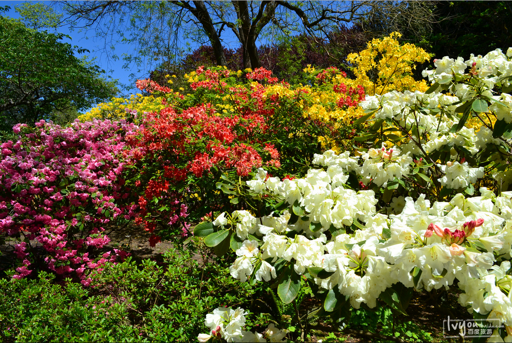 水晶溪杜鵑花園