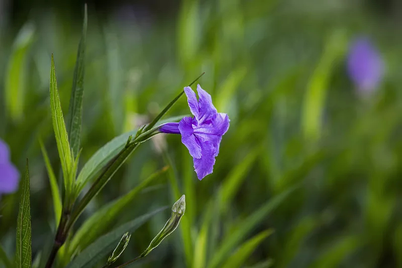 藍花草