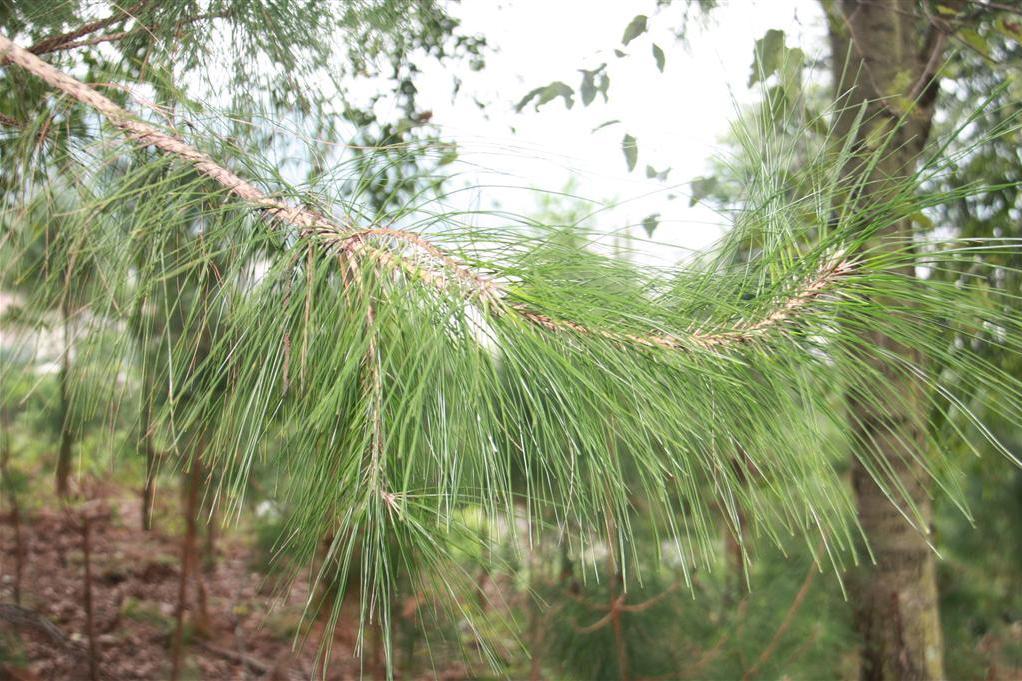 思茅松景谷家系112號