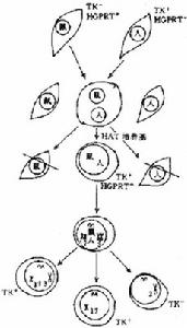 體細胞雜交(二)