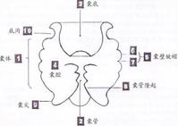 百合女用避孕囊結構