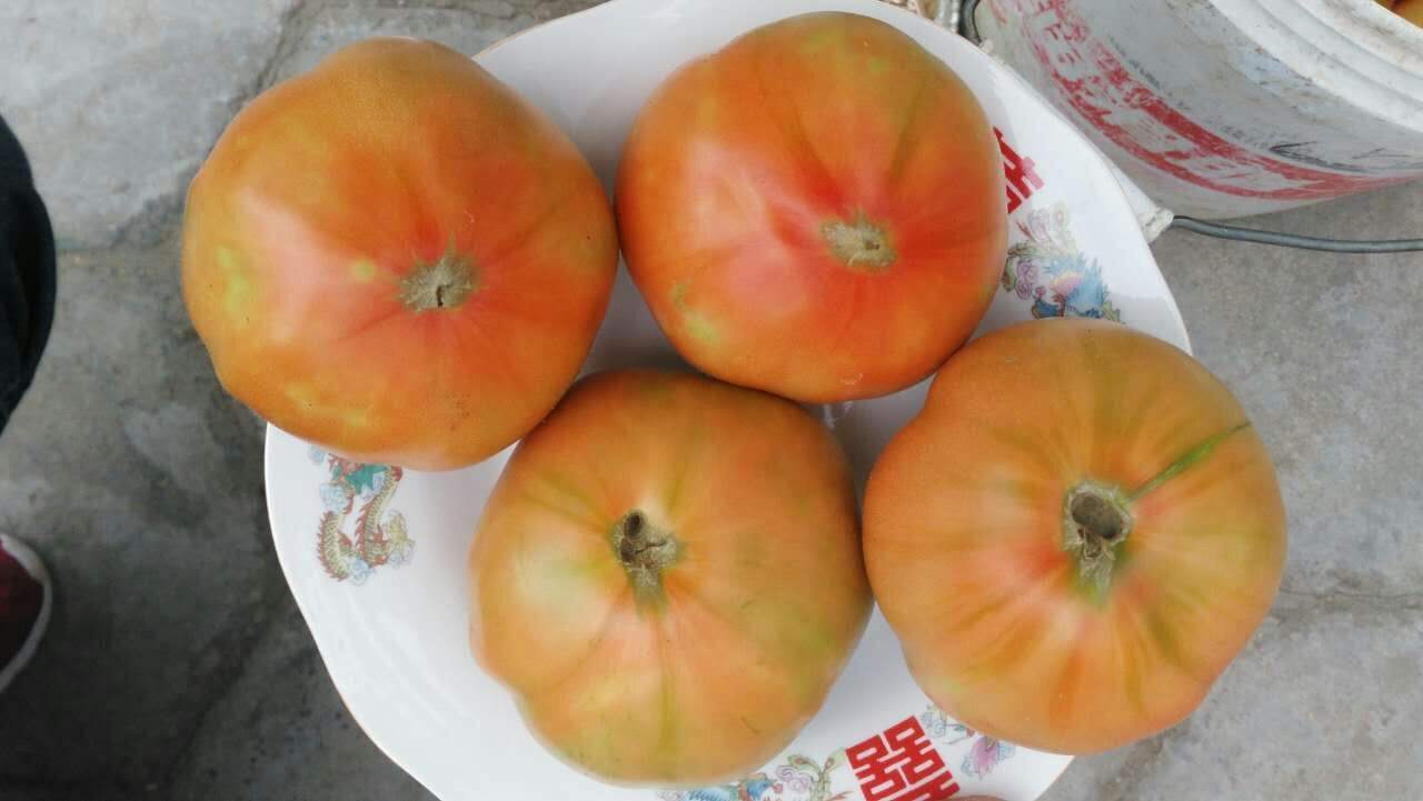 夏莊槓六九西紅柿