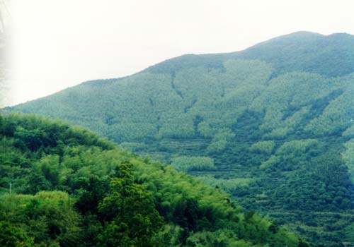 鰻竹山