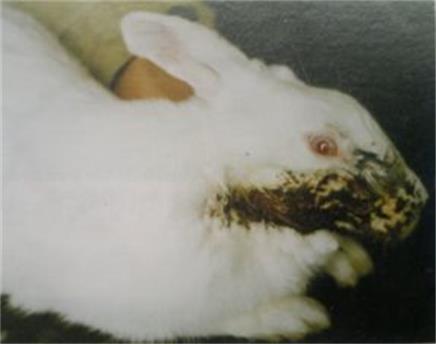 兔壞死桿菌病