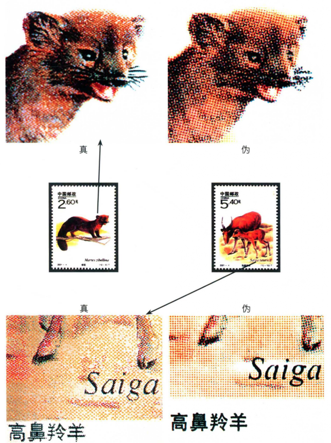 國家重點保護野生動物（Ⅰ級）（二）