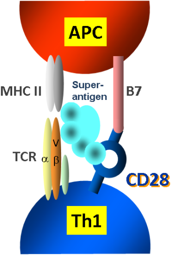 CD28