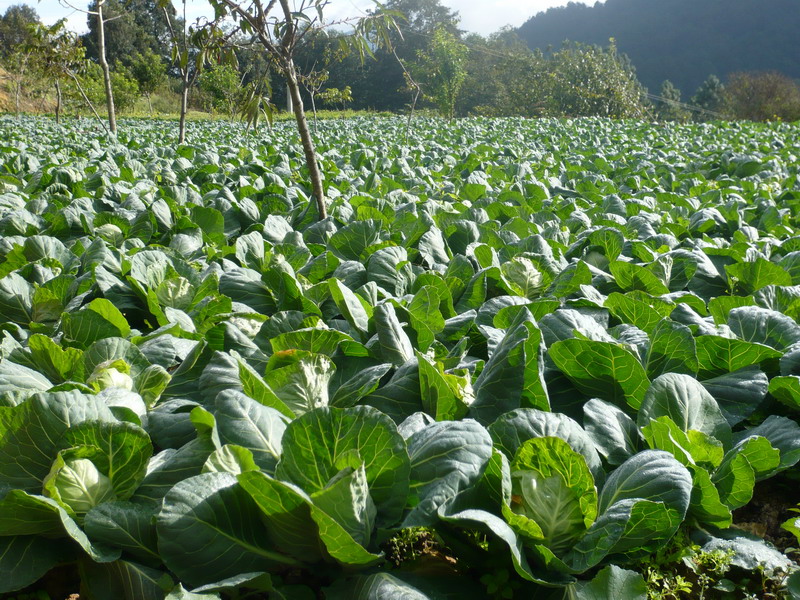 蔬菜基地