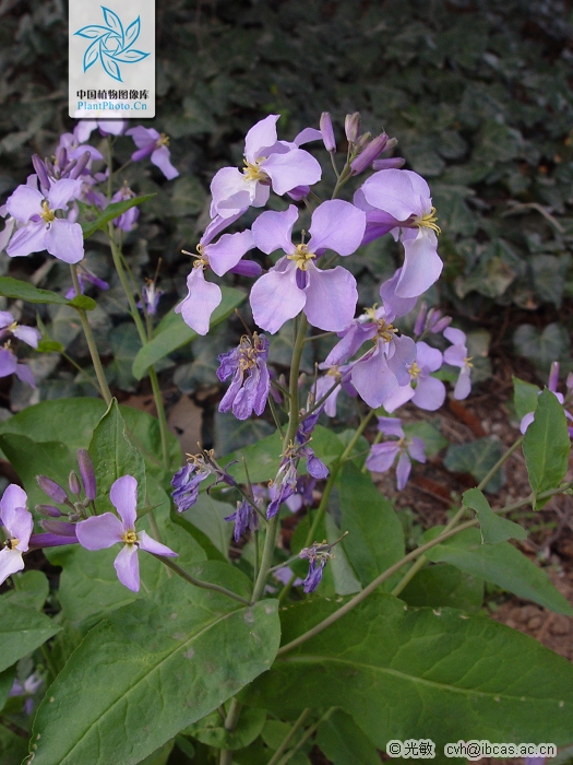 湖北諸葛菜（變種）