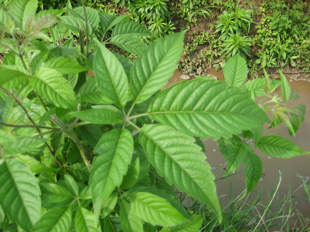 未開花灌叢潤楠