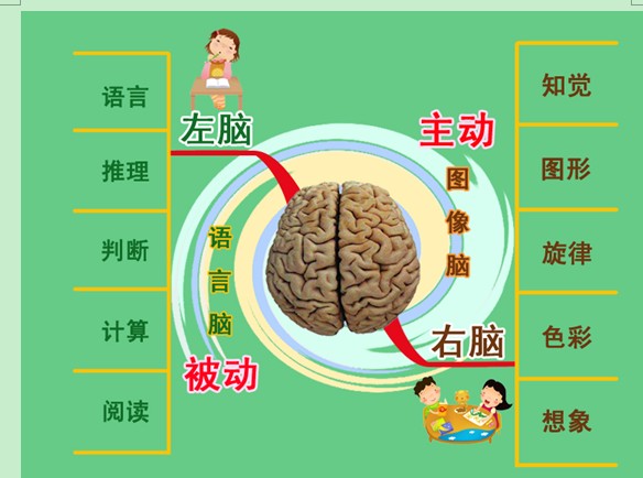 大腦功能圖