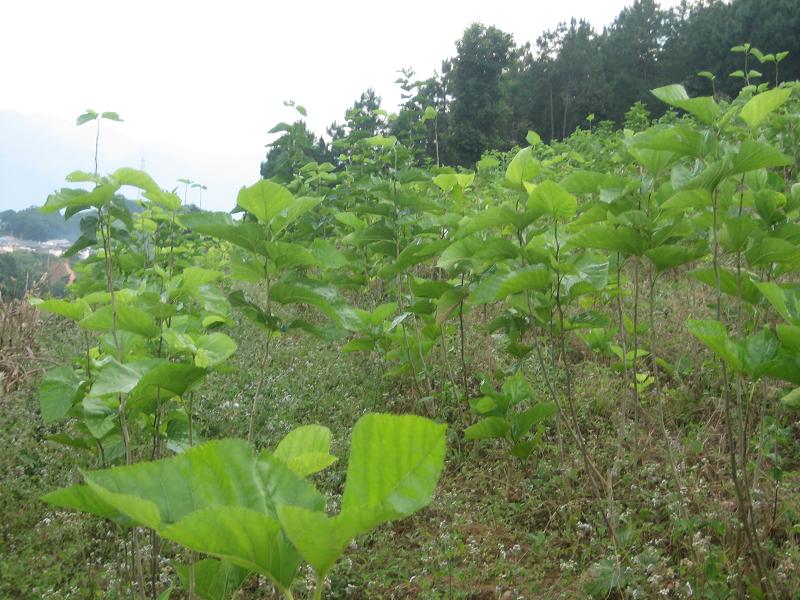 轉山田自然村桑蠶養殖業