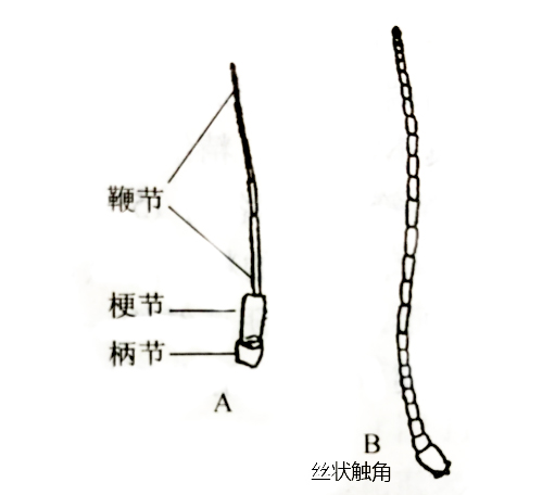 白雪庫蚊