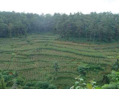 大麥沖自然村山地資源