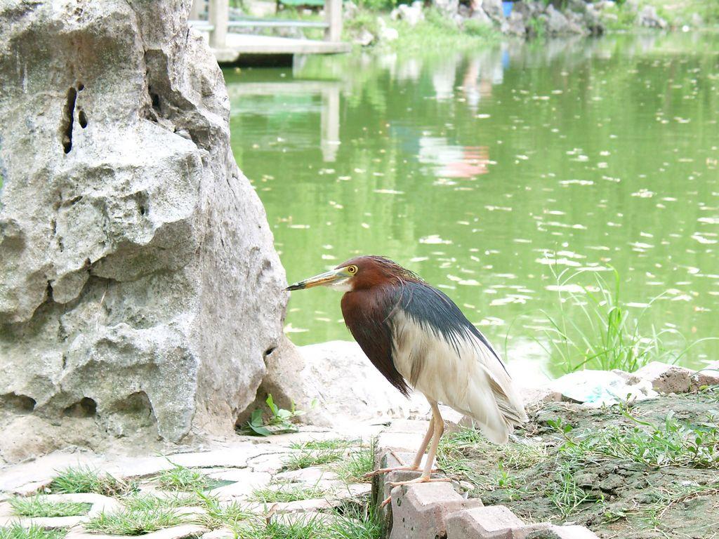 閘北公園(上海閘北公園)