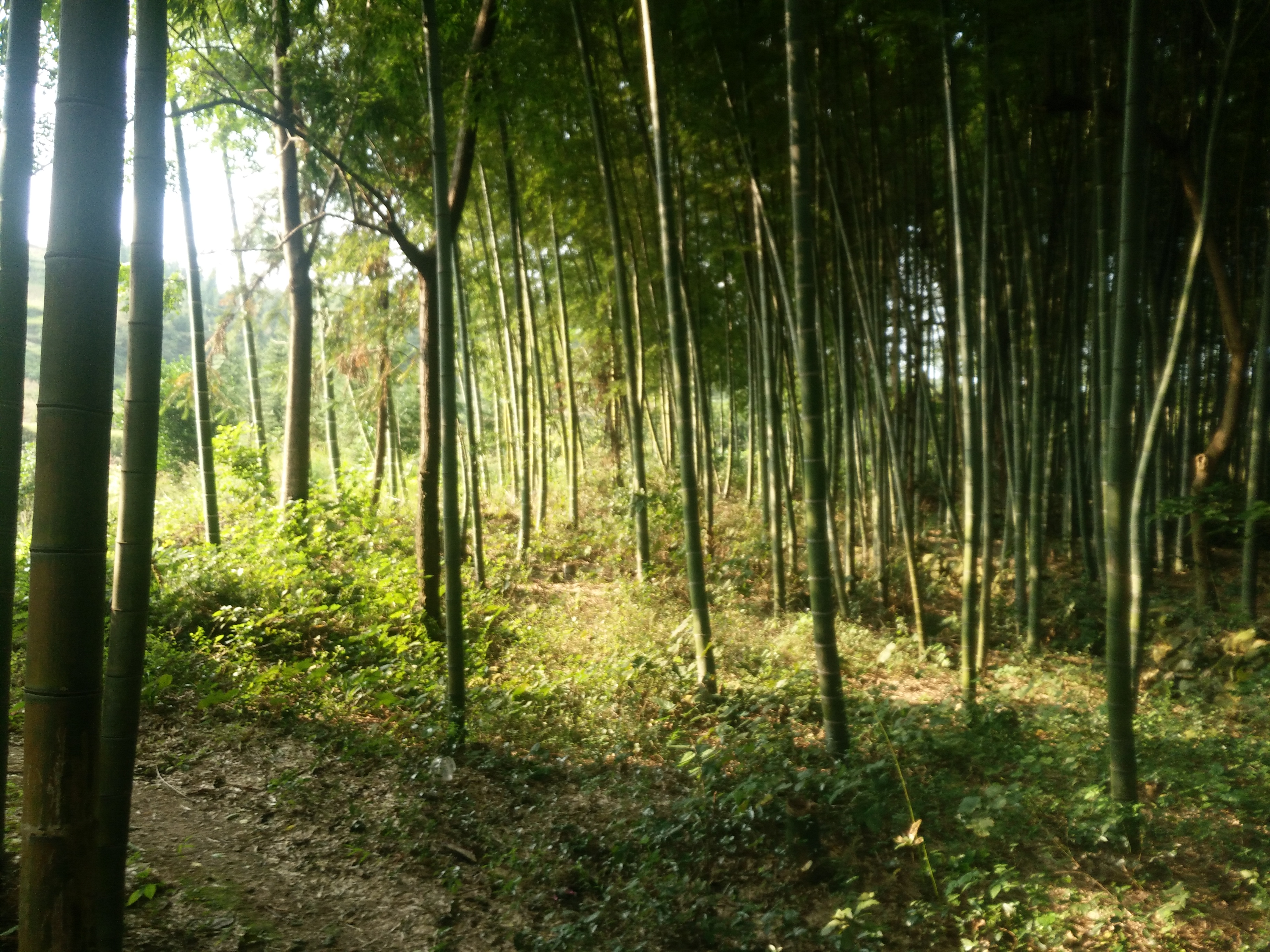 三侯村(湖南省郴州市桂陽縣蓮塘鎮三侯村)