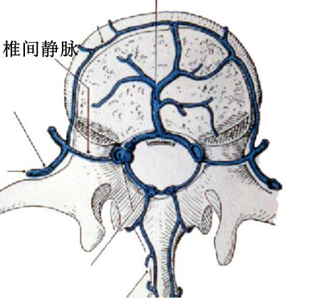 椎間靜脈