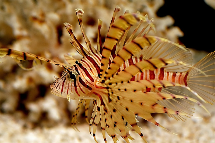 吉利短吻獅子魚