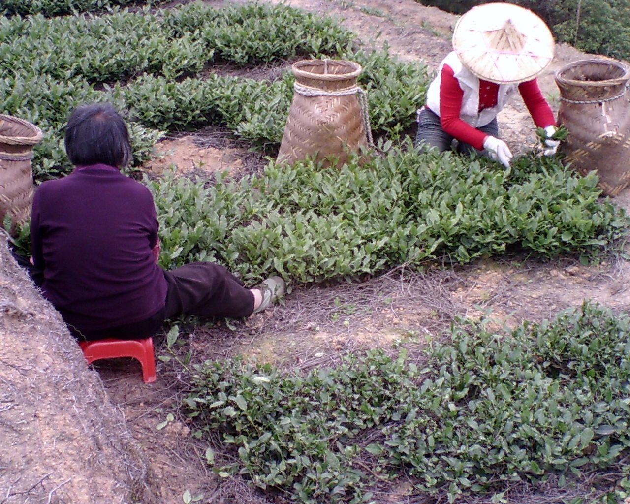 鐵觀音產地茶農直銷網