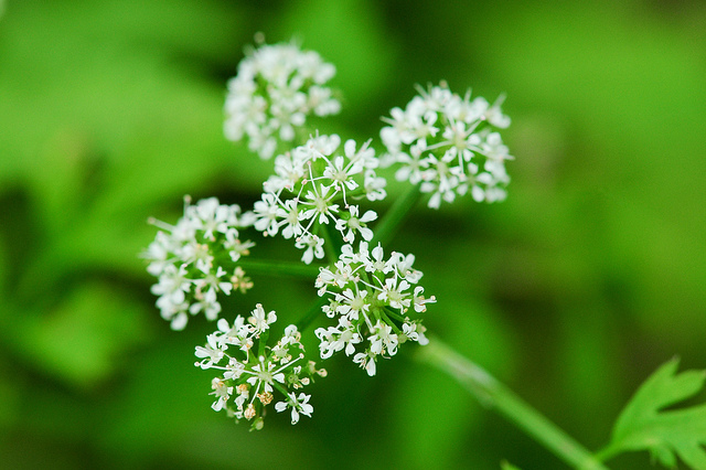 玉山芎窮(玉山芎窮)