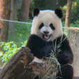 大熊貓渝愛