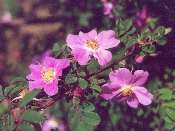 小葉薔薇(小葉薔薇（原變種）)