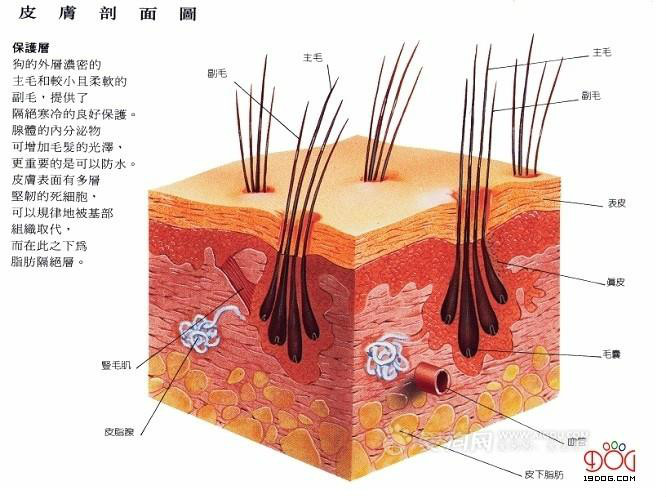 狗(小狗（動物）)