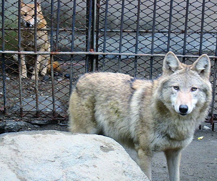 動物園裡的灰太狼