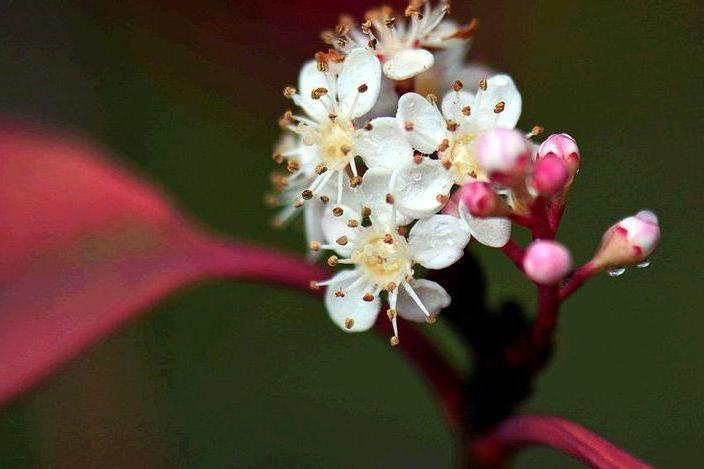 紅葉石楠黃山學院1號