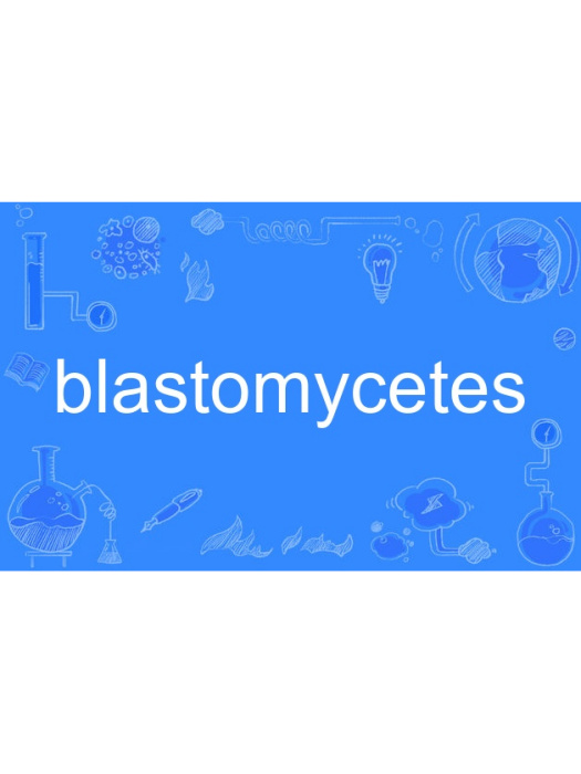 blastomycetes