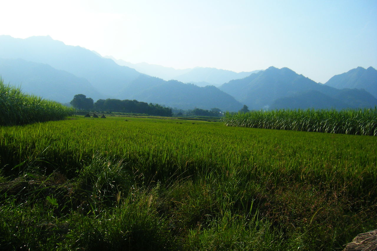 泉水妙村