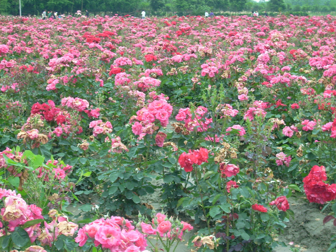 雲中花都