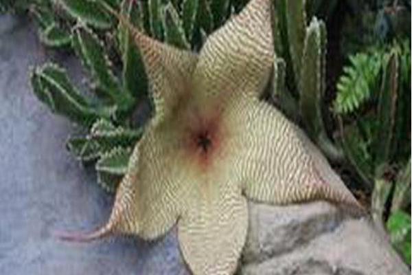 Stapelia gigantea