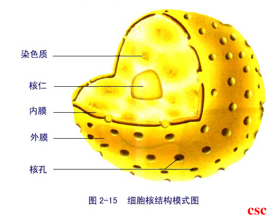 核靜止