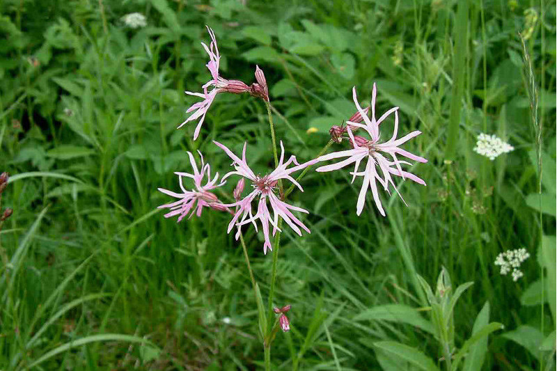 Silene flos-cuculi