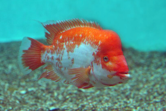 大鸚嘴魚屬