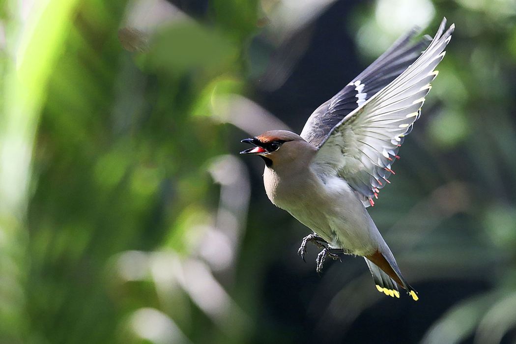 鳥類應激