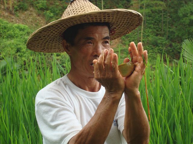 武夷山稻花魚