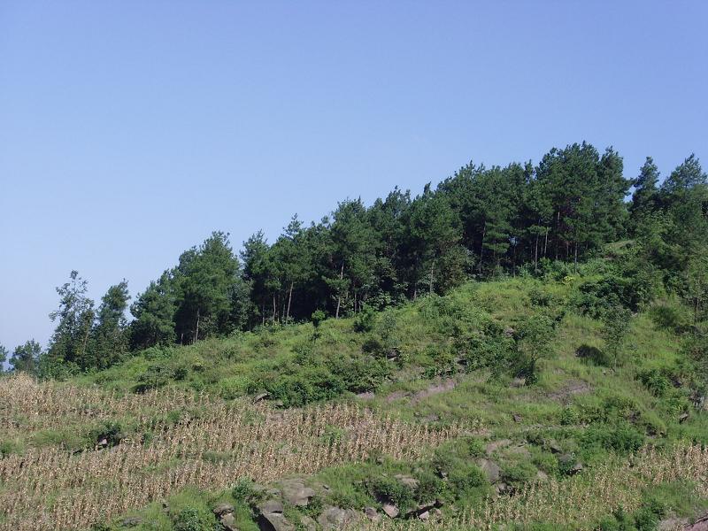 鰱魚村生態林