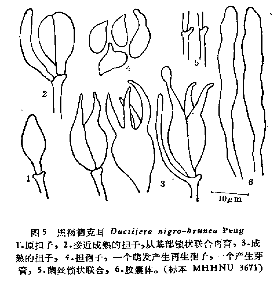 黑褐德克耳