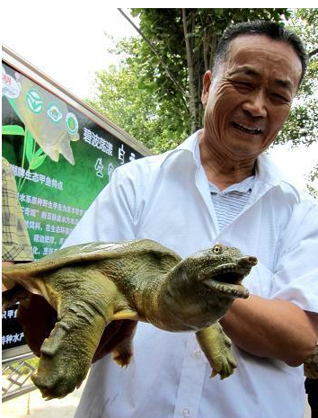 白雲湖生態甲魚